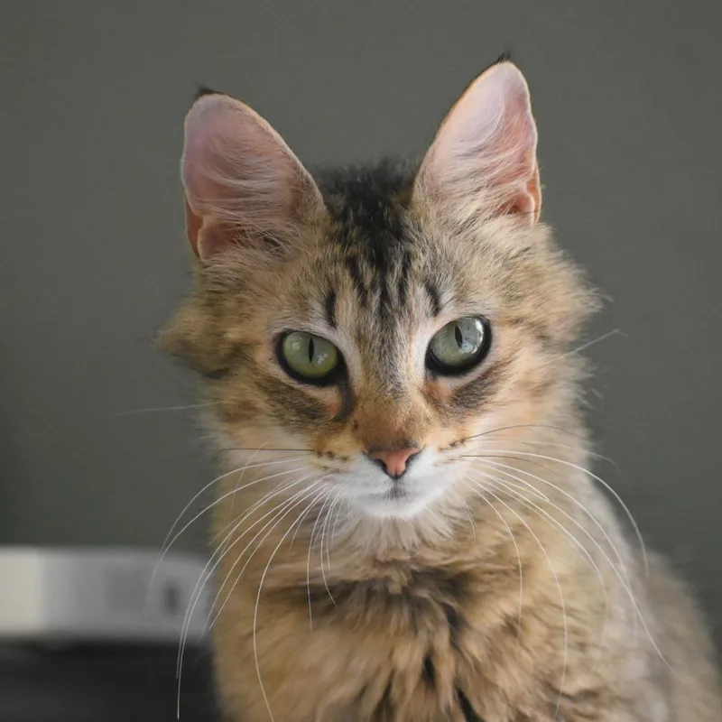 An adult medium-sized female Brown / Chocolate Domestic Medium Hair cat named Loves for adoption in Gainesville, FL
