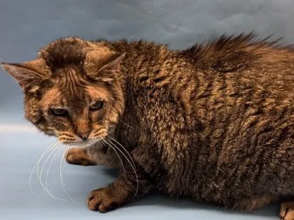 A senior small-sized female Domestic Short Hair cat named Tiger for adoption in Golden Valley, MN