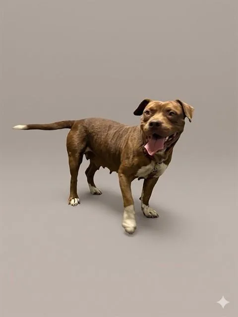 An adult medium-sized female Mixed Breed dog named Siggy for adoption in Jacksonville, FL