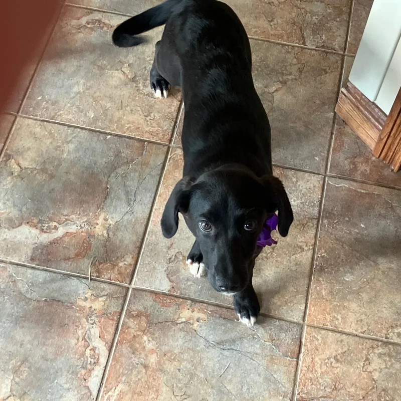 A baby medium-sized female Black Labrador Retriever dog named Shelby for adoption in Cincinnati, OH