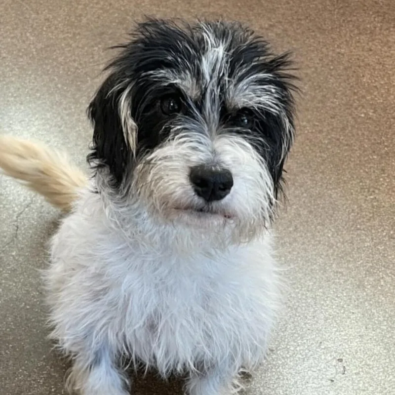 An adult small-sized female Black Terrier dog named Lexi for adoption in Brooklyn, NY