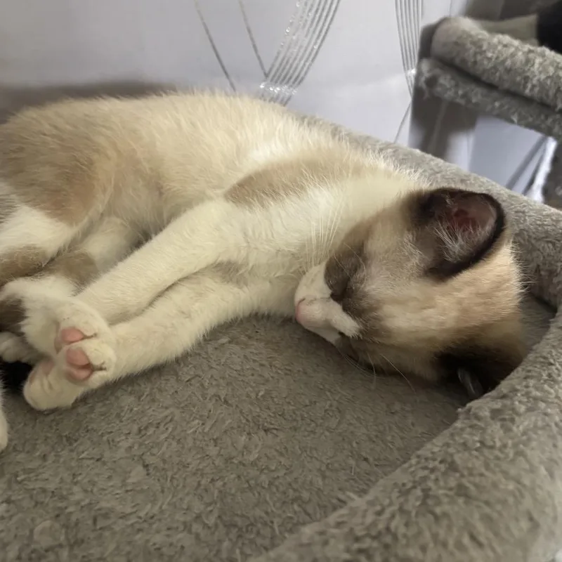 A baby small-sized male White Domestic Short Hair cat named Ghidorah for adoption in Port Richey, FL