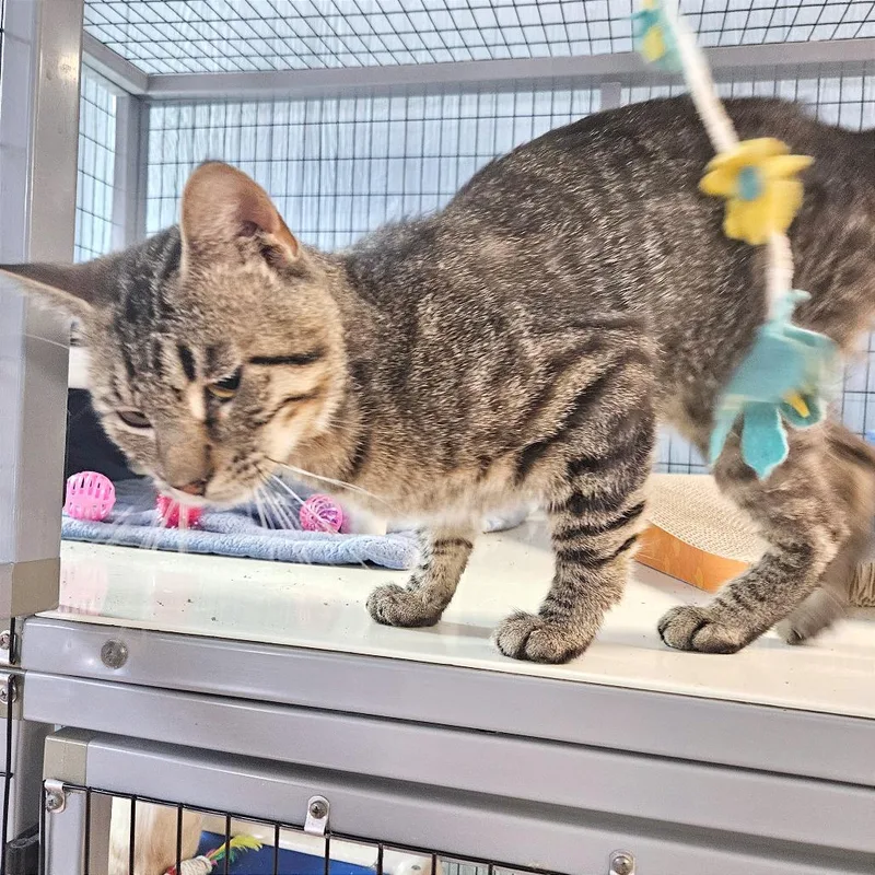 An adult medium-sized male Brown / Chocolate Domestic Short Hair cat named Coffee Toffee for adoption in Clarksville, AR