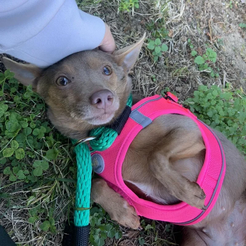 A senior small-sized female Brown / Chocolate Chihuahua dog named Rosanna for adoption in West Chester, PA