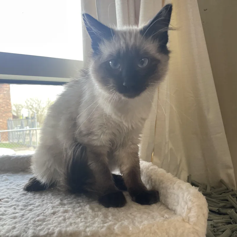 A baby medium-sized female Seal Point Siamese cat named Sprite for adoption in Gladstone, MO