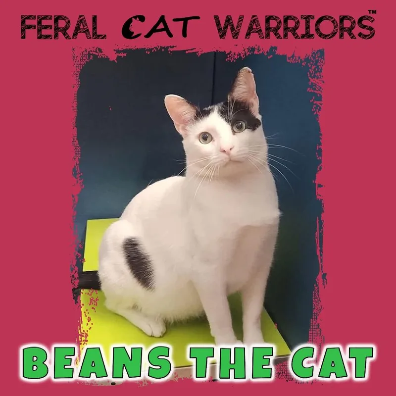 An adult large-sized male White Domestic Short Hair cat named Beans The Cat for adoption in Kingman, AZ