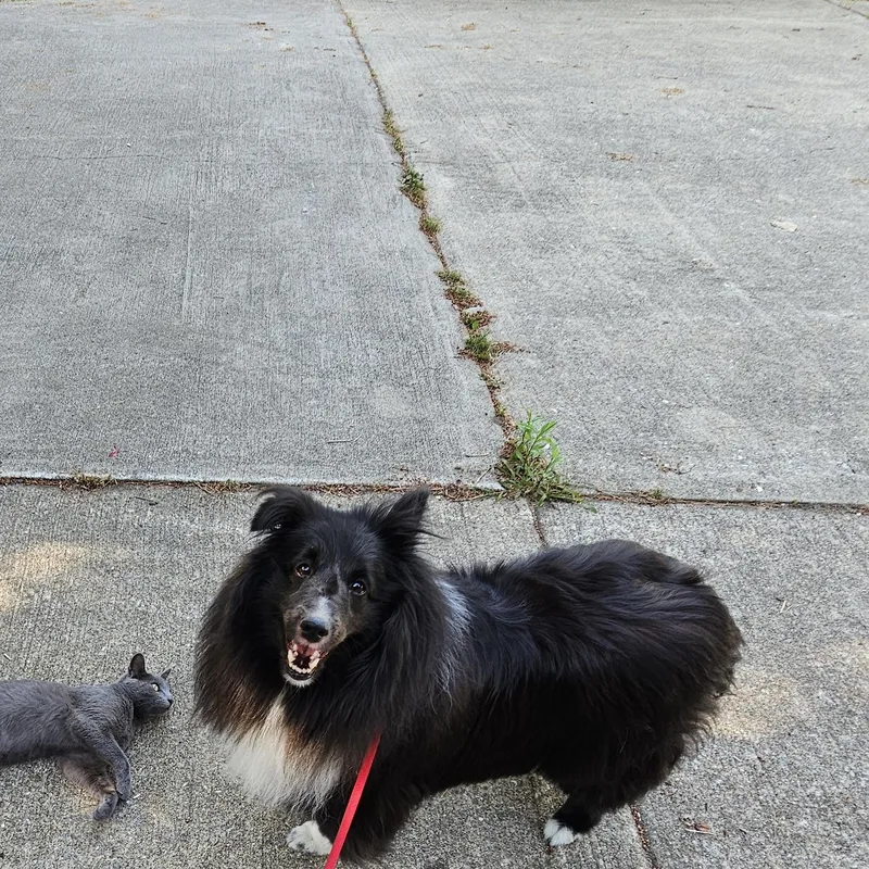 An adult medium-sized female Black Shetland Sheepdog / Sheltie dog named Annie for adoption in New Albany, IN