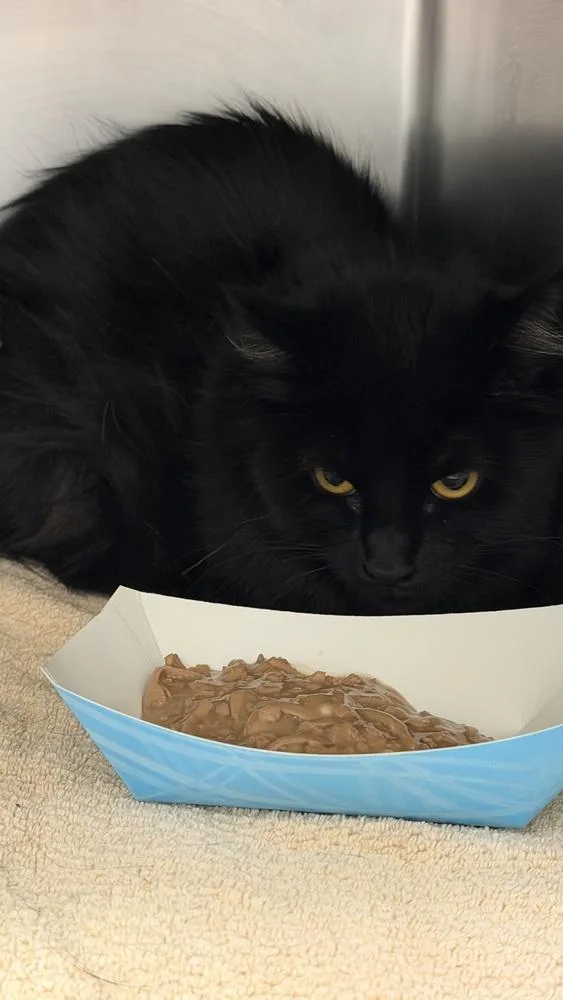 A young medium-sized female Black Domestic Medium Hair cat named Tulip for adoption in Ontario, CA