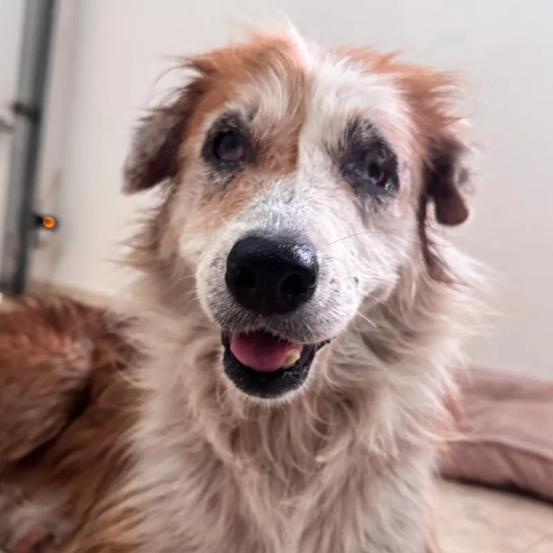 A senior medium-sized female White / Cream Mixed Breed dog named Melina for adoption in San Juan, PR