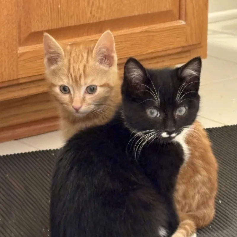 A baby small-sized female Black Domestic Short Hair cat named Sofia for adoption in Silver Spring, MD