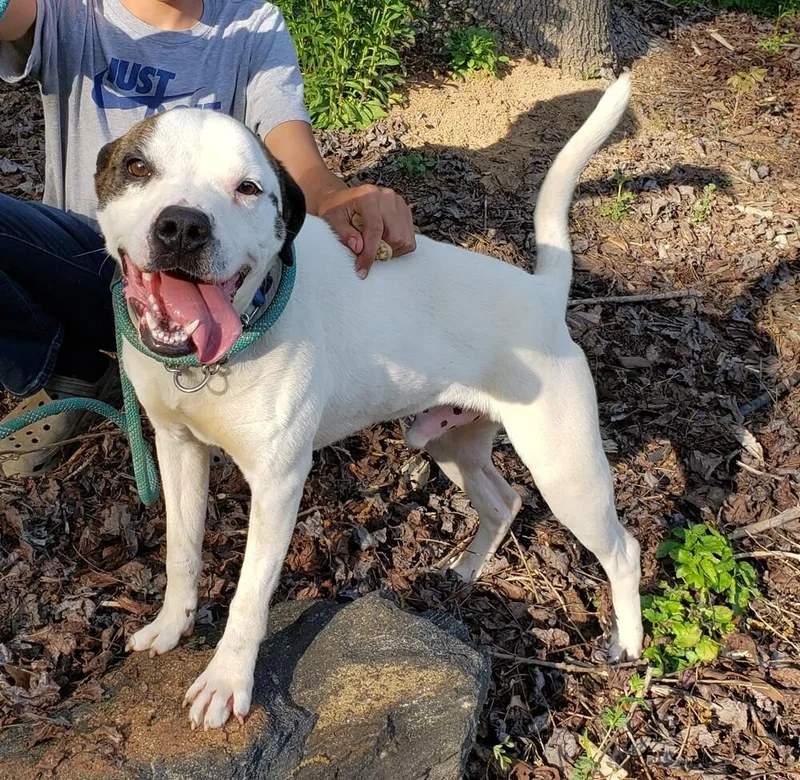 Colby Jack thumbnail 3