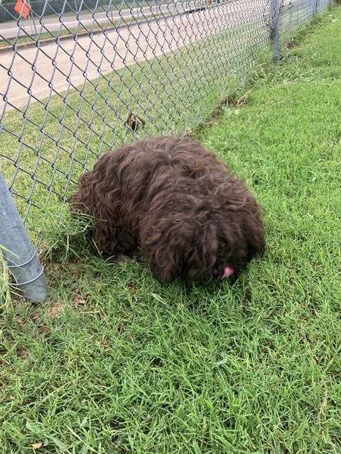 A young small-sized female Mixed Breed dog named Teddy for adoption in Dallas, TX