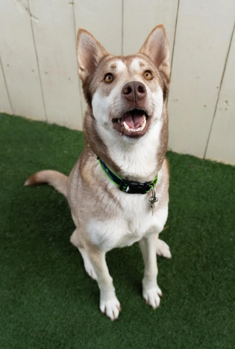 An adult medium-sized female Brown / Chocolate Husky dog named Gochujang for adoption in Encinitas, CA