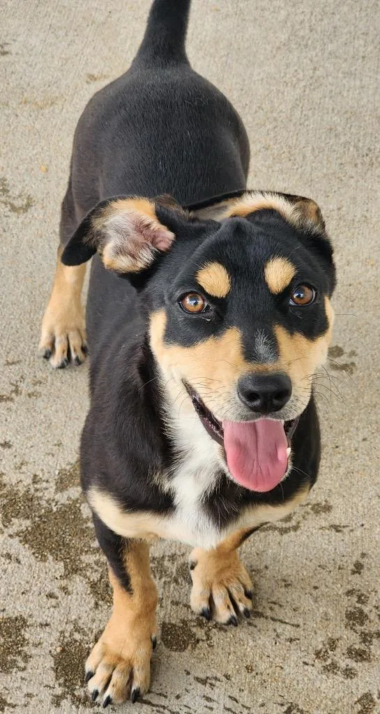 A baby medium-sized female Cattle Dog dog named Ae Ae for adoption in Fort Lupton, CO