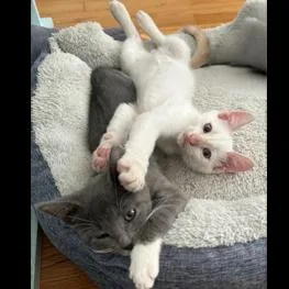 A baby small-sized female Gray / Blue / Silver Domestic Short Hair cat named Socks for adoption in Houston, TX