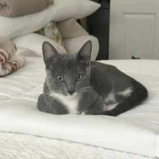 Socks thumbnail 6