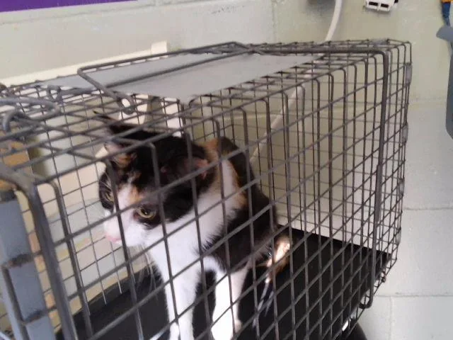 A young small-sized female Domestic Short Hair cat named A for adoption in Tulsa, OK