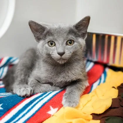 A baby small-sized female Gray / Blue / Silver Domestic Medium Hair cat named Cove for adoption in Atlanta, GA