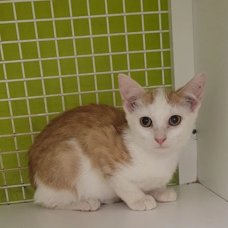 A baby small-sized male White Domestic Short Hair cat named Falcon for adoption in Rochester, MN