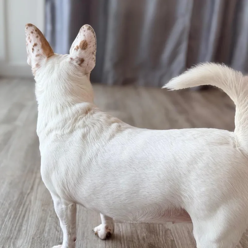 An adult small-sized female White / Cream Jack Russell Terrier dog named Gidget for adoption in Green Bay, WI
