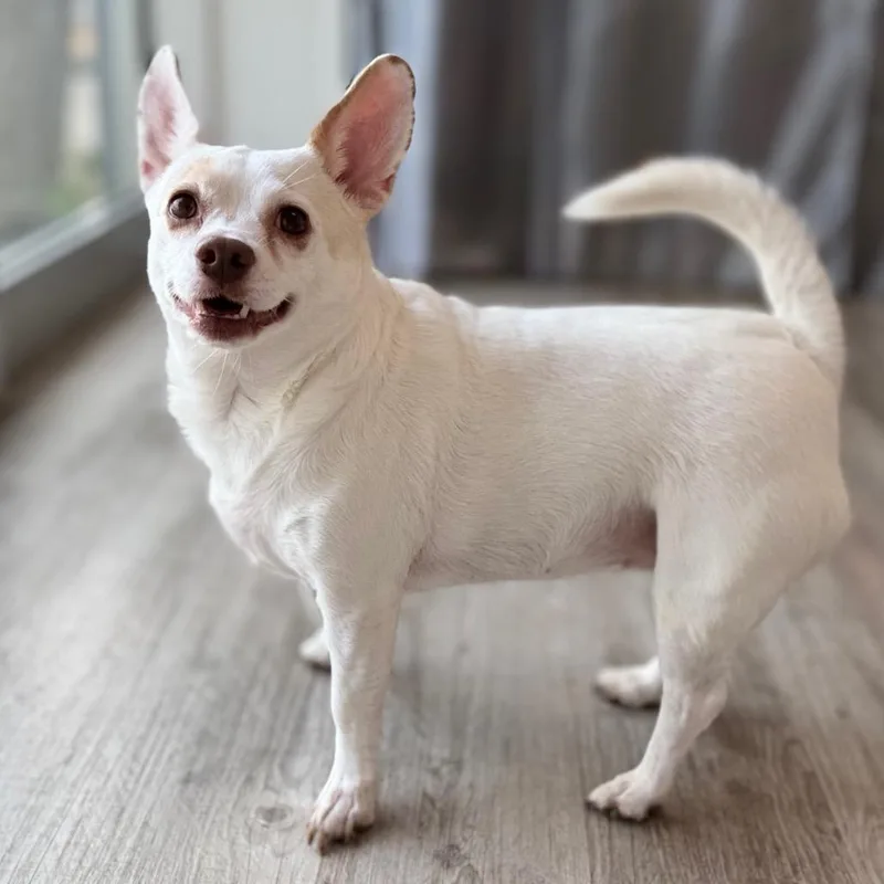 Gidget thumbnail 3