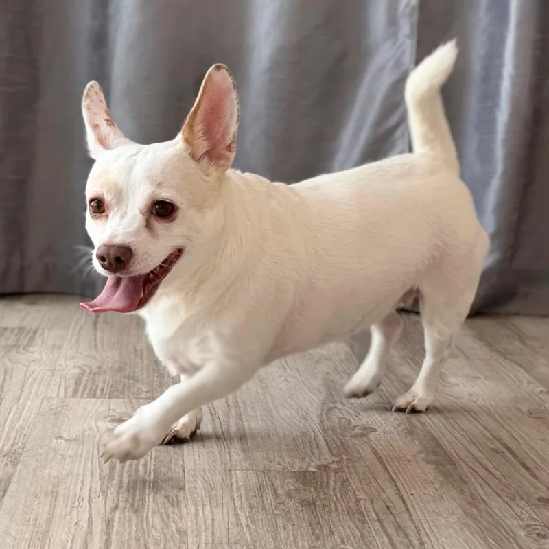 Gidget thumbnail 4