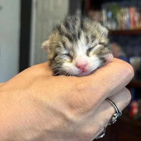 A baby small-sized female Gray / Blue / Silver Domestic Short Hair cat named Iris for adoption in League City, TX