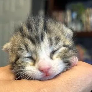 Iris thumbnail 3