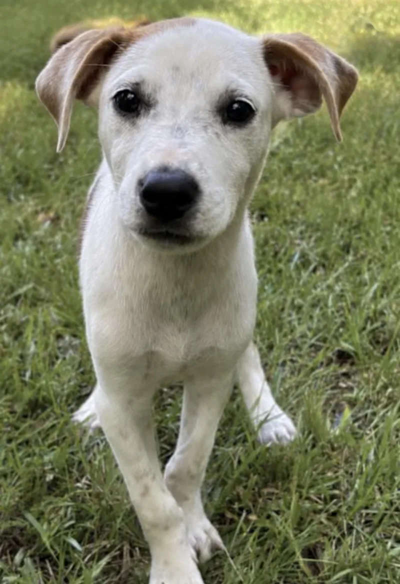 A baby medium-sized female Black Australian Shepherd dog named Row Boat for adoption in Watertown, CT
