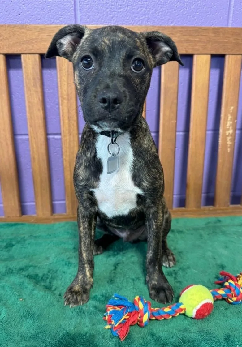 A baby small-sized female Boston Terrier dog named Neisa for adoption in North Prairie, WI