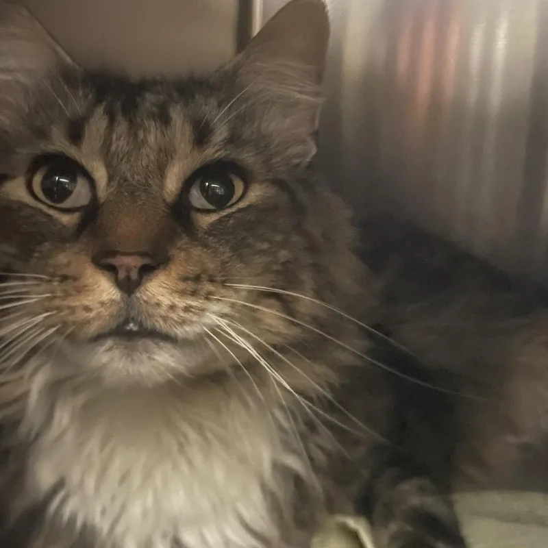 An adult large-sized male Brown / Chocolate Domestic Medium Hair cat named Mr. Rogers for adoption in Springfield, MA