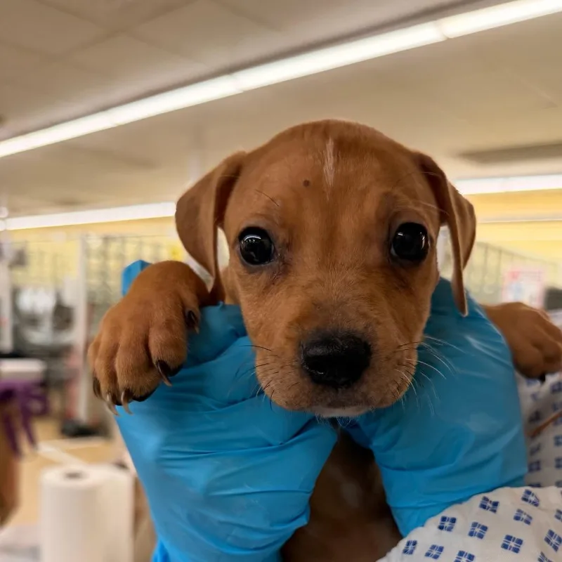 A baby small-sized male Yellow / Tan / Blond / Fawn Catahoula Leopard Dog dog named Creme Brulee for adoption in West Palm Beach, FL
