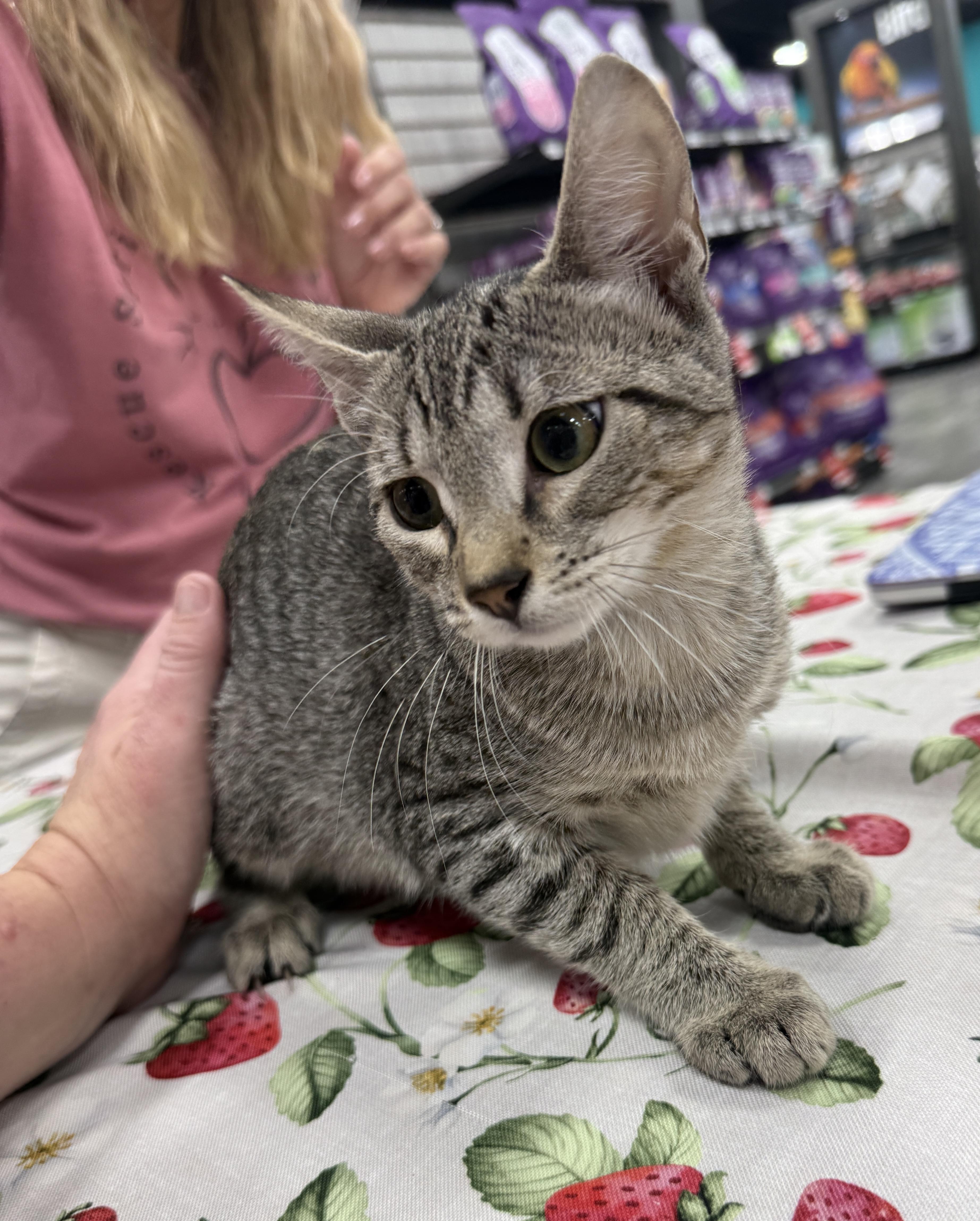 A baby medium-sized female Tabby (Brown / Chocolate) Domestic Short Hair cat named Fawn for adoption in Jacksonville, FL