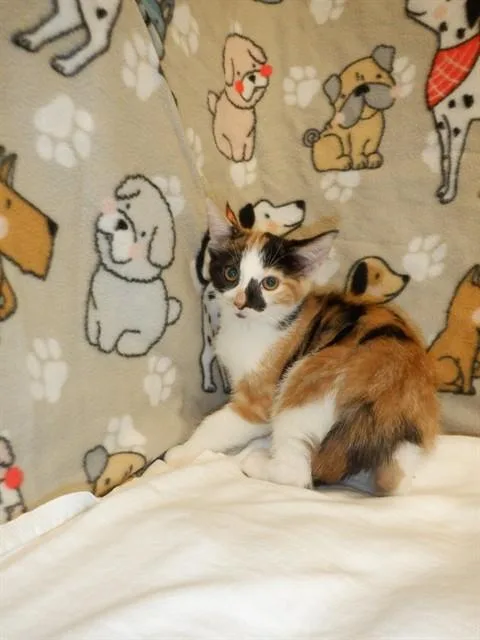 A baby small-sized female Domestic Short Hair cat named Saturn for adoption in San Jose, CA