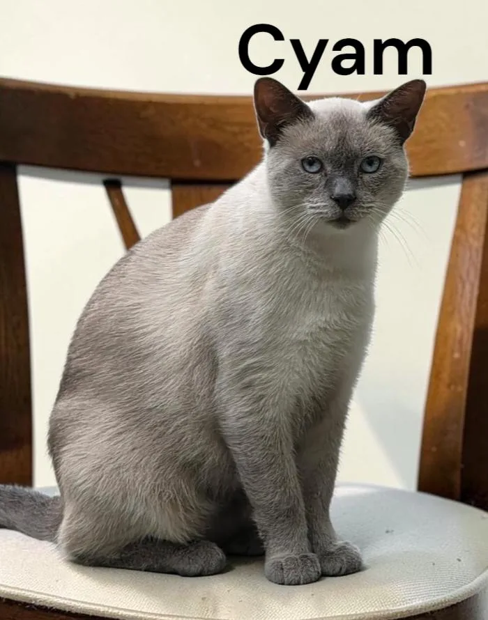 A young medium-sized male Domestic Short Hair cat named Cyam for adoption in Weems, VA