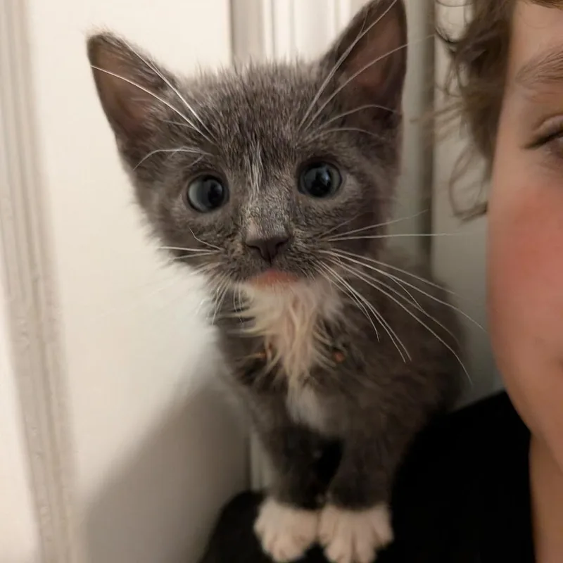 A baby small-sized female Domestic Short Hair cat named Mooshie for adoption in Fairfax, VA