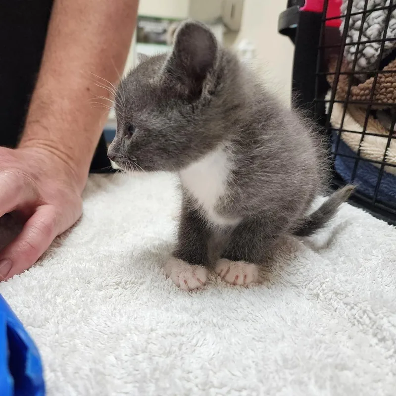 Mooshie thumbnail 2