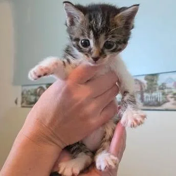 A baby small-sized female White Domestic Short Hair cat named Elora Danan for adoption in FAIRWAY, KS