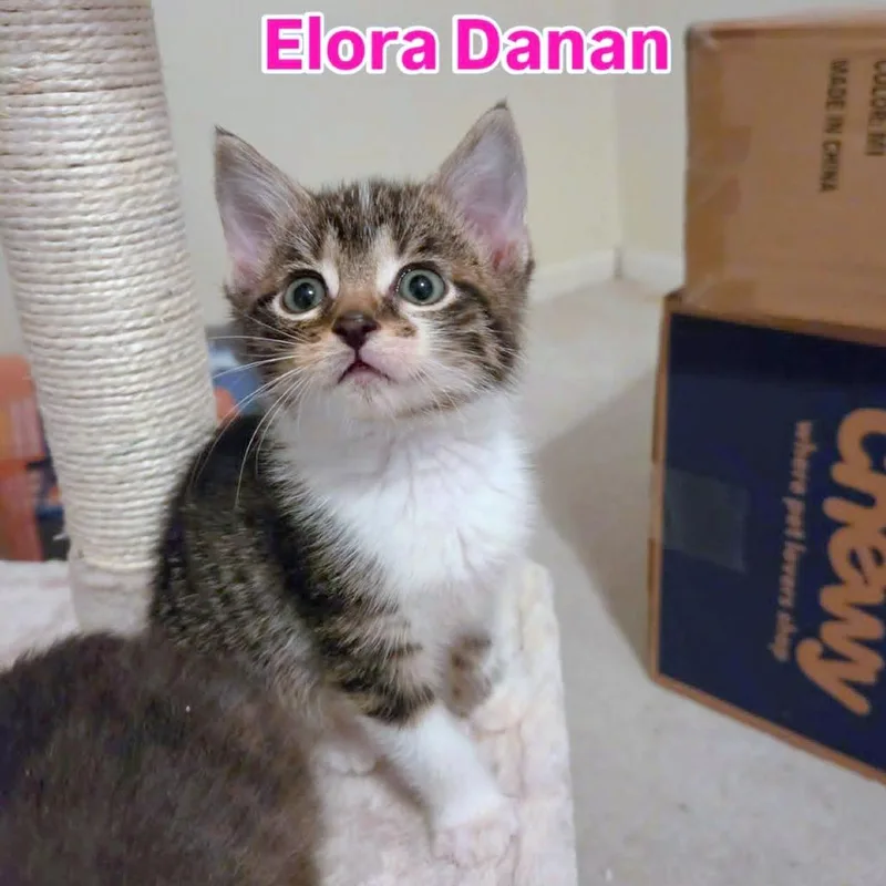 Elora Danan thumbnail 2