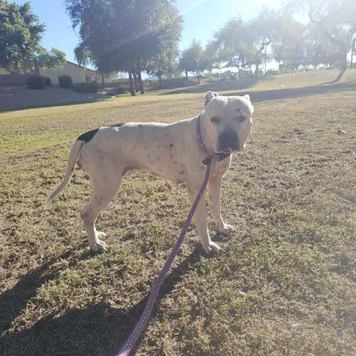 An adult medium-sized female Yellow / Tan / Blond / Fawn Pit Bull Terrier dog named Snow White for adoption in Glendale, AZ