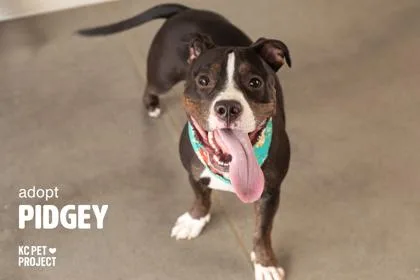 An adult large-sized female Black Pit Bull Terrier dog named Pidgey for adoption in Kansas City, MO