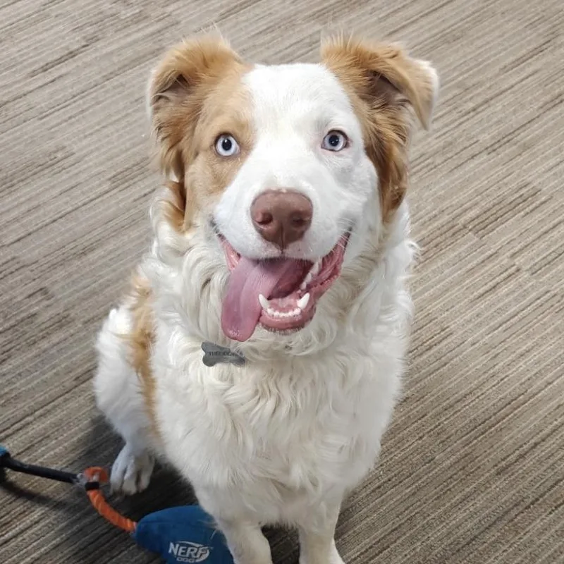 A young medium-sized male White / Cream Australian Shepherd dog named Loverboy for adoption in Sonoma, CA