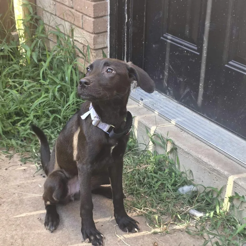 A baby medium-sized female Brown / Chocolate Labrador Retriever dog named Okie for adoption in Bend, OR