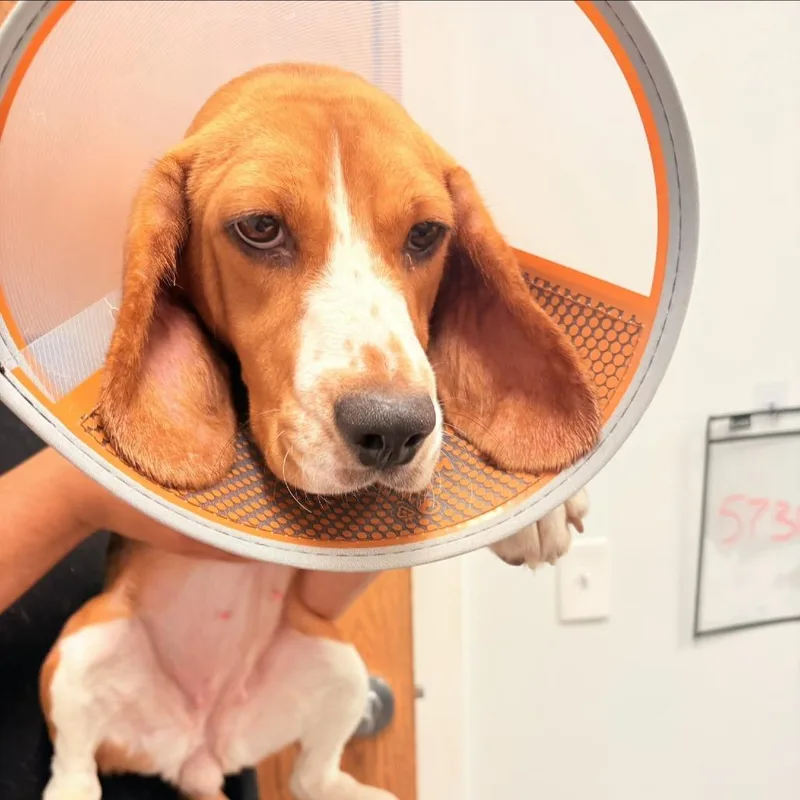 An adult small-sized female Brown / Chocolate Beagle dog named Betty Jean for adoption in LOXAHATCHEE, FL