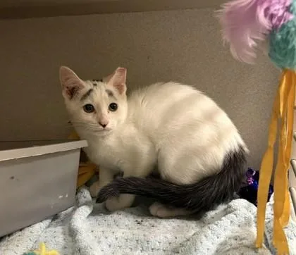 A young small-sized female Domestic Short Hair cat named Zara for adoption in Quakertown, PA
