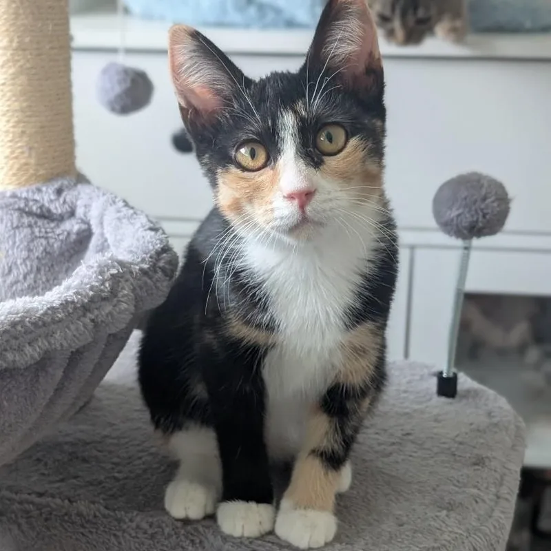 A baby small-sized female Calico Domestic Short Hair cat named Penny McAtee for adoption in Morrison, CO