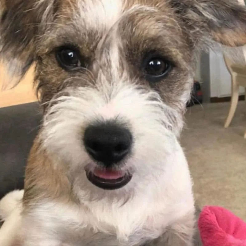 An adult small-sized male White / Cream Terrier dog named Buddy for adoption in San Francisco, CA