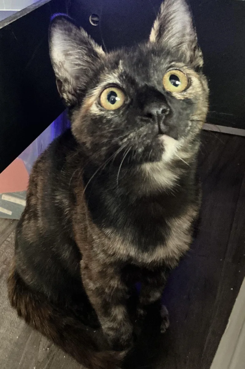 A baby medium-sized female Tortoiseshell cat named Ella for adoption in Woodinville, WA