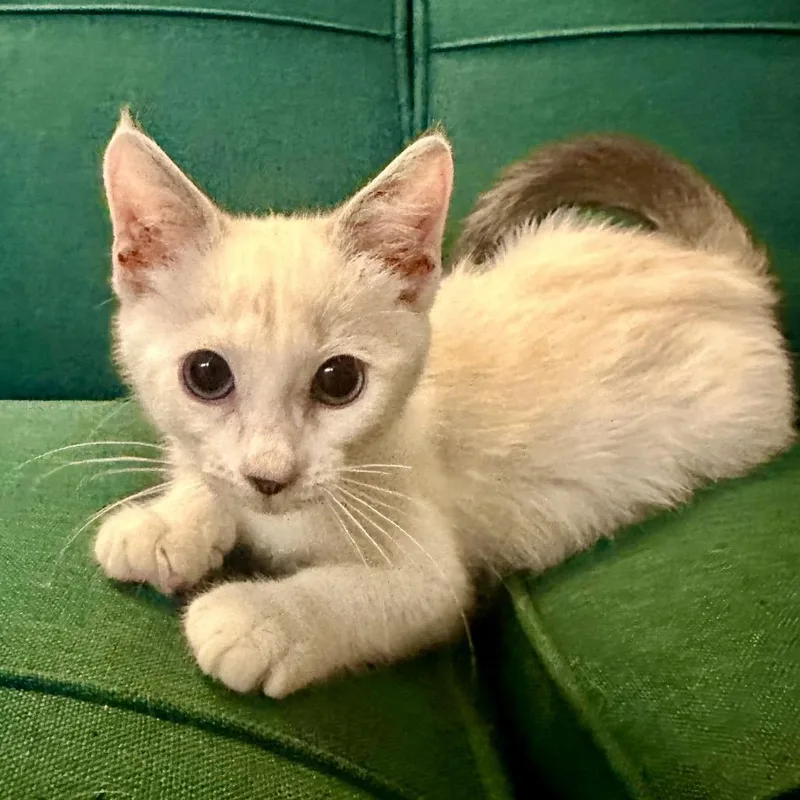 A baby small-sized female White Turkish Van cat named Buttercup for adoption in League City, TX