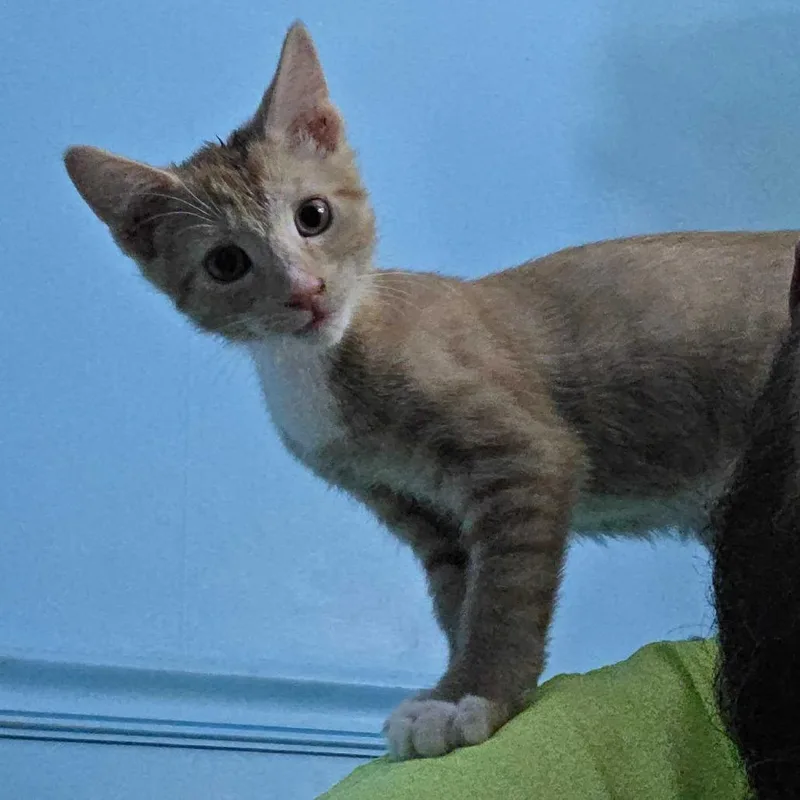 A baby small-sized male Orange / Red Domestic Short Hair cat named Phineas for adoption in Wilmington, DE